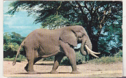 Tanzania 1974 Circulated Postcard To Romania - Elephant - Éléphants