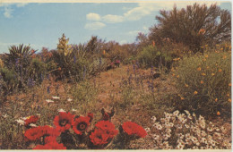 Desert Flower Flowers Garden Petley Arizona Desert Postcard - Autres & Non Classés