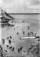 BRESIL - BELEM - Vautours Au Bord D'un Petit Bras Du Delta De L'Amazone (Photo Robillard) - Belém