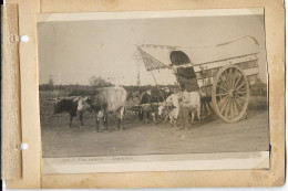 3-ARGENTINA-UM CARRETTA(CARRO AGRICOLTORI TRAINATO DA BUOI- CARD FOTOGRAFICA 1928 - America