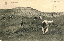 Belgique - Flandre Occidentale - Middelkerke - Dans Les Dunes - Middelkerke