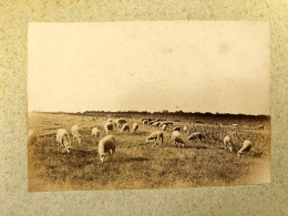 Plateau De Vallières , St Georges De Didonne * Photo Albuminée 1896 * Troupeau Moutons * Format 16.5x11.5cm - Saint-Georges-de-Didonne