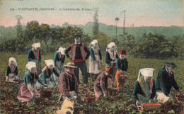 Plougastel Daoulas * La Cueillette Des Fraises * Agriculture Culture * Femmes En Coiffe - Plougastel-Daoulas