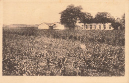 Sauternes * Château Grillon , Haut Barsac , Henri CAMELEYRE Propriétaire * Vignoble Vin Vignes - Other & Unclassified