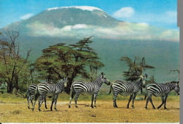 CP TANZANIE     ZEBRES BANQUE AFRICAINE - Zebre