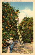 Florida St Petersburg Harvesting Florida's Orange Crop Curteich - St Petersburg