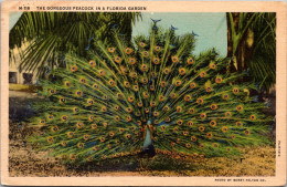 Florida Beautiful Peacock In A Florida Garden 1938 Curteich - St Petersburg