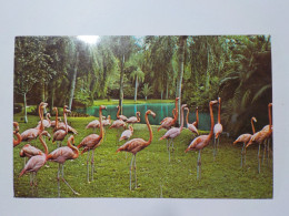 SARASOTA  Greater Flamingos At Beautiful Sarasota Jungle Gardens - Sarasota