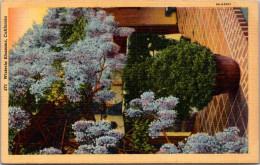 California Los Angeles Wisteria Blossoms 1944 Curteich - Los Angeles