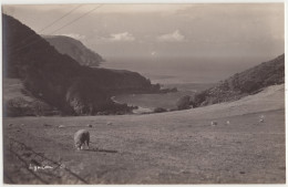 Lynton 01. - (England) - Sheep - Lynmouth & Lynton