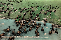 MOÇAMBIQUE - Marromeu (Entre BEIRA E QUELIMANE) Bufalos Em Fuga - Mozambique