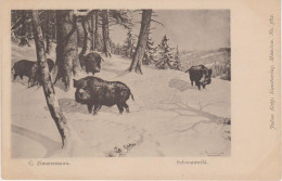 Hunting Chasse  Animal  Jäger Hunter Cochons Pork  Pig  Schwein Ever C.Zimmermann. Old PC. Cpa. Ca. 1900 - Chasse