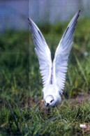 INDIA ODISHA 2021 MIGRATORY BIRDS OF CHILKA LAKE - WHISKERED TERN - PICTURE POST CARD (LIMITED ISSUE) As Per Scan - Flamingo's