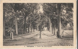 Belgique  -  Taintegnies -  Dreve  Des Marronniers - Rumes