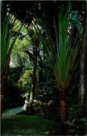 Florida St Petersburg Sunken Gardens The Travelers Palm - St Petersburg