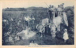 33-SCENES DE VENDANGES AU PAYS GIRONDINS - Other & Unclassified