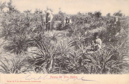 Among The Pine Apples (Cape Town) Gel.1900 - Afrika