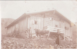 LÄMMERBICHL Hütte MAYRHOFEN Tirol Original Private Fotokarte Mit Almbauer Kuh Und Sommergast 28.12.191... Gelaufen - St. Johann In Tirol