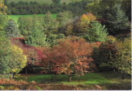 AUTUMN CLOURS, WINKWORTH ARBORETUM, SURREY, ENGLAND. UNUSED POSTCARD   Pm2 - Surrey