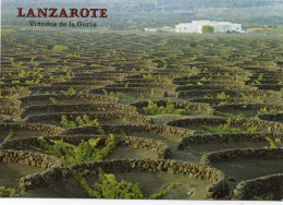 Lanzarote -VINEDOS De La Geria CPM Coleccion JOAQUIN RUIZ LORENTE-TI  N° 82 59 97  Impeccable - Lanzarote