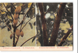 CPA Panama Dr. Prima's Farm A Sample Of Cocoa Pods And A Cocoa Tree In Bloom - Panamá