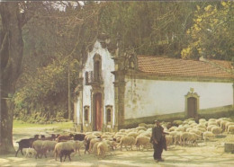 Seia > São Romão / Santuário De Nossa Senhora Do Desterro / Pastor / Ovelhas = Sheep = Mouton = Schaf = Oveja = Pecora - Guarda