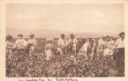 Bourgogne * Les Vendanges En Bourgogne * La Cueillette Du Raisin * Vin Vignes Vignoble Vendangeurs - Autres & Non Classés