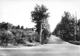 89-CHAMPIGNY-SUR-YONNE- L'ALLEE DU CHATEAU VUE PRISE DE LA ROUTE NATIONALE N° 5 - Champigny