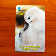 Falklands Is. - Black-Browed Albatross Chick - Falkland Islands