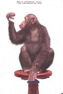 United States  ** & Postal, Chimpanzee Baldy, New York Zoological Park (4935) - Parques & Jardines