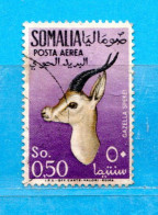 (Us8) SOMALIA - AFIS ° 1955 - ANIMALI -POSTA AEREA. Unif. A 28 .  Come Scansione. - Somalië (AFIS)