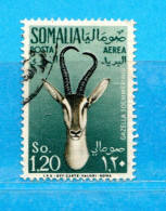 (Us8) SOMALIA - AFIS ° 1955 - ANIMALI -POSTA AEREA. Unif. A 30 .  Come Scansione. - Somalië (AFIS)