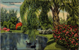 Florida Sarasota Jungle Gardens Tropical Garden And Lake With Black Swans Curteich - Sarasota