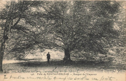 Fontainebleau * La Forêt * Arbre , Bouquet De L'empereur * Tree - Fontainebleau