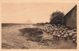 Le Mont St Michel * Les Célèbres Moutons De Pré Salé * Troupeau Agriculture - Le Mont Saint Michel