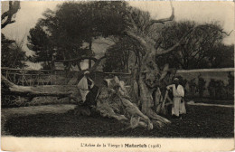 CPA AK MATAREYA L'Arbre De La Vierge A Matarieh EGYPT (1324155) - Matariyya