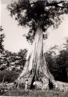 S. TOMÉ E PRINCIPE - OCÁ - Sao Tome And Principe