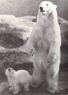 ICE BEAR WITH BABY Ursus Maritimus / *290 - Bären