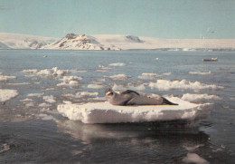 SEA LION IN ANTARCTICA 1988/89 / *291 - Sonstige & Ohne Zuordnung