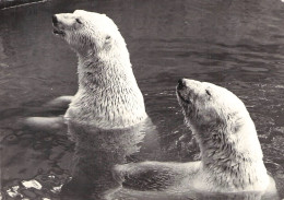 ICE BEAR Ursus Maritimus / *292 - Ours