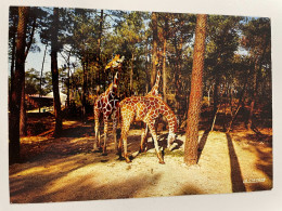 Girafe, Girafes - Zoo Royan Parc Zoologique La Palmyre - Girafes