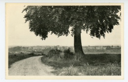 Neufchâteau - Arbre De La Justice - Neufchâteau