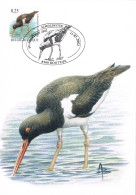 Belgique - Oiseaux : Huîtrier Pie CM 3087 (année 2002) - 2001-2010