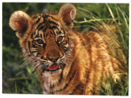 Tiger Cub, Unused WWF Postcard. Publisher World Wide Fund For Nature. Publisher WWF-Canon Sweden - Tigers