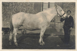 Thème Chevaux * Photo Ancienne Circa 1900/1930 * Cheval De Race ? Type ? * Format 14.8x9.8cm * Horse - Paarden