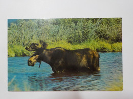 BOZEMAN (Cachet)  Northern Moose In His Favorite Feelding Grounds - Bozeman