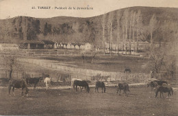 41 Tiaret Paddock De La Jumenterie Elevage Chevaux Horse Breeding - Tiaret