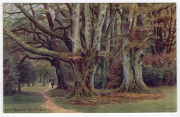 A.R.QUINTON - Giant Beeches, New Forest - Salmon *1839 - Quinton, AR