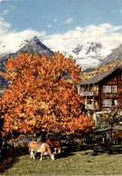 Bürchen - Bietschhorn (2659) * 4. 11. 1985 - Bürchen