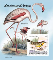 Djibouti 2023, Animals, Birds Of Africa, Flamingo BF - Flamingo's